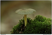 Unidentified Fungi - Fungi on dead wood