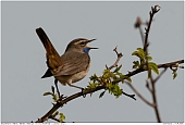 Bluethroat - Male Bluethroat