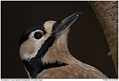 Great Spotted Woodpecker - Great Spotted Woodpecker