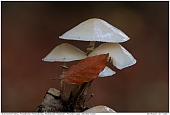 Porcelain Fungus - Porcelain Fungus
