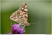 Painted Lady - Painted Lady