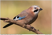 Eurasian Jay - Eurasian Jay