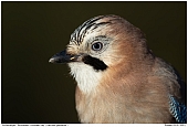 European Jay - European Jay