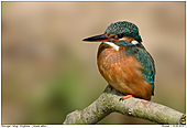 Kingfisher - Female Kingfisher