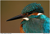 Kingfischer - Kingfisher Portrait