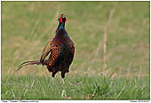 Pheasant - Calling Pheasant