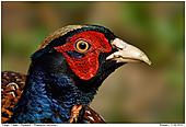 Pheasant - Pheasant