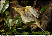 Willow Warbler - Willow Warbler After Sun Bathing