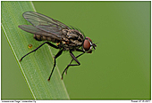 Fly - not identiefied yet - Fly on gras