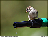 Tree Sparrow - Tree Sparrow