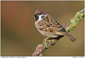 Tree Sparrow - Tree Sparrow