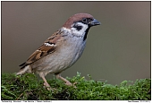 Tree Sparrow - Tree Sparrow