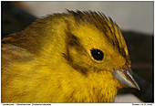 Yellowhammer - Yellowhammer