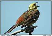 Yellowhammer - In the Middaysun