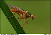 Dung Fly - Dung Fly