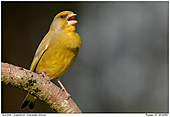 Greenfinch - Singalong