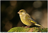 Greenfinch - Canon 10D and Sigma 170-500