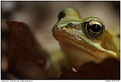 Common Frog - Common Frog in the forest