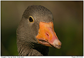 Grey-lag Goose - Grey-lag Goose