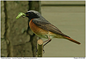 Common Redstart - Redstart with prey