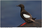 Black Guillemot - Black Guillemot