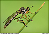 Robber Fly - Dioctria rufipes - Species of Robber Fly