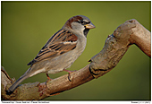 House Sparrow - House Sparrow