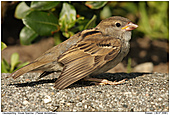 House Sparrow - Juvenile House Sparrow