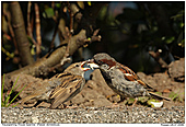 House Sparrow - House Sparrow Feeding Chick