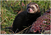 European Polecat - European Polecat