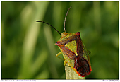Great Sting Bug - Acanthosoma haemorhoidale