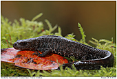 Crested Newt - Crested Newt In The Autumn
