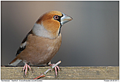 Hawfinch - Hawfinch In Breeding Plumage