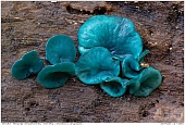 Green Elfcup - Green Elfcup