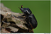 Rhinoceros Beetle - Rhinoceros Beetle