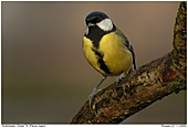 Great Tit - Great Tit