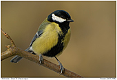 Great Tit - Great Tit