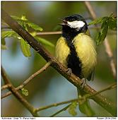 Great Tit - Great Tit