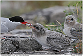 Arctic Tern - Arctic Tern