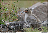 Arctic Tern - Arctic Tern - Chick