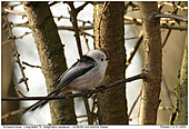 Long-tailed Tit - Long-tailed Tit
