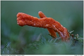 Cordyceps militaris - Cordyceps militaris