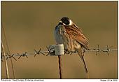 Reed Bunting - Reed Bunting (Male)
