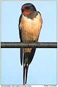 Barn Swallow - Barn Swallow