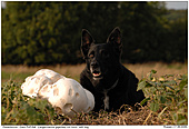 Giant Puff-Ball - Giant Puff-Ball