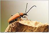 Longhorn Beetle - Longhorn Beetle