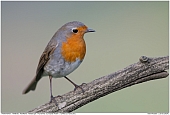 European Robin - European Robin