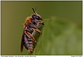 Early Mining Bee - Early Mining Bee