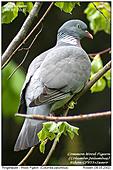 Wood Pigeon - Wood Pigeon