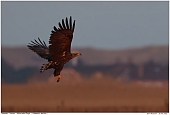 White-tailed Eagle - White-tailed Eagle